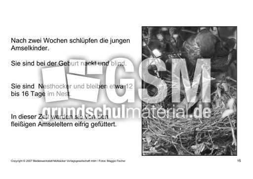 Bilderbuch-Amsel-SW-15.pdf